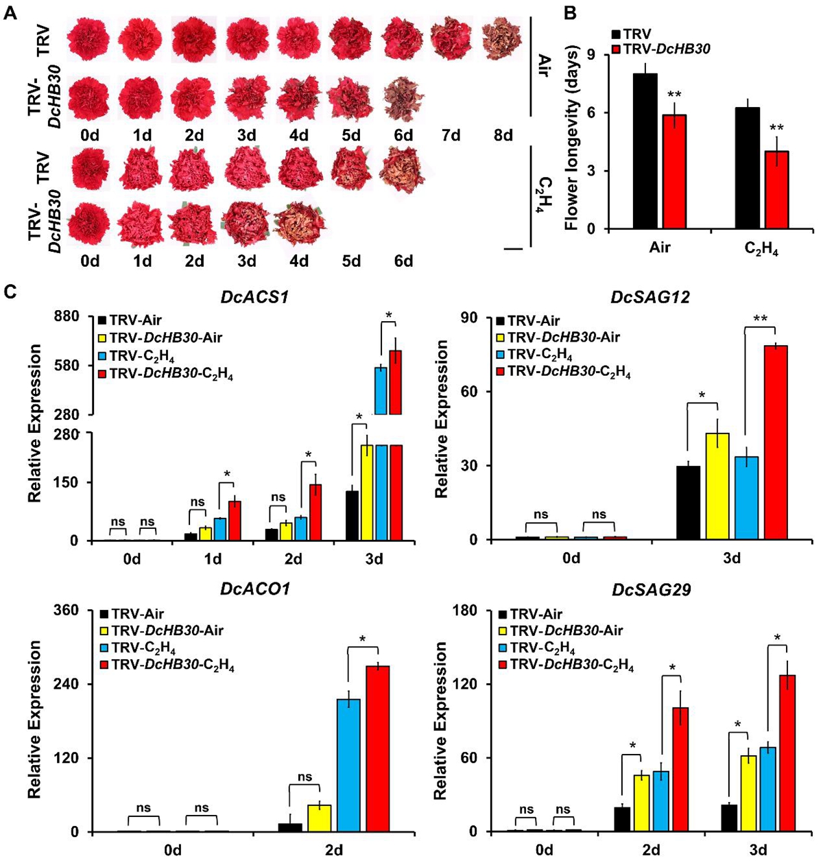 图1. 沉默DcHB30能够明显加速乙烯诱导的康乃馨花瓣衰老进程
